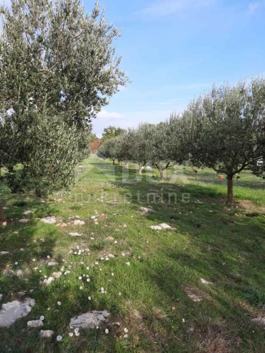 Vrh, Krk, 13.127m2