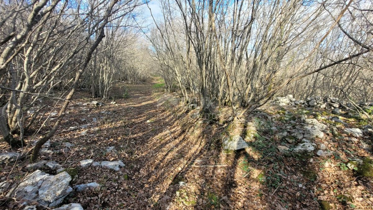 OTOK KRK, KRK - Ravno zemljišče bogato z gozdom z dostopom, idealno za OPG, 3000m od morja!