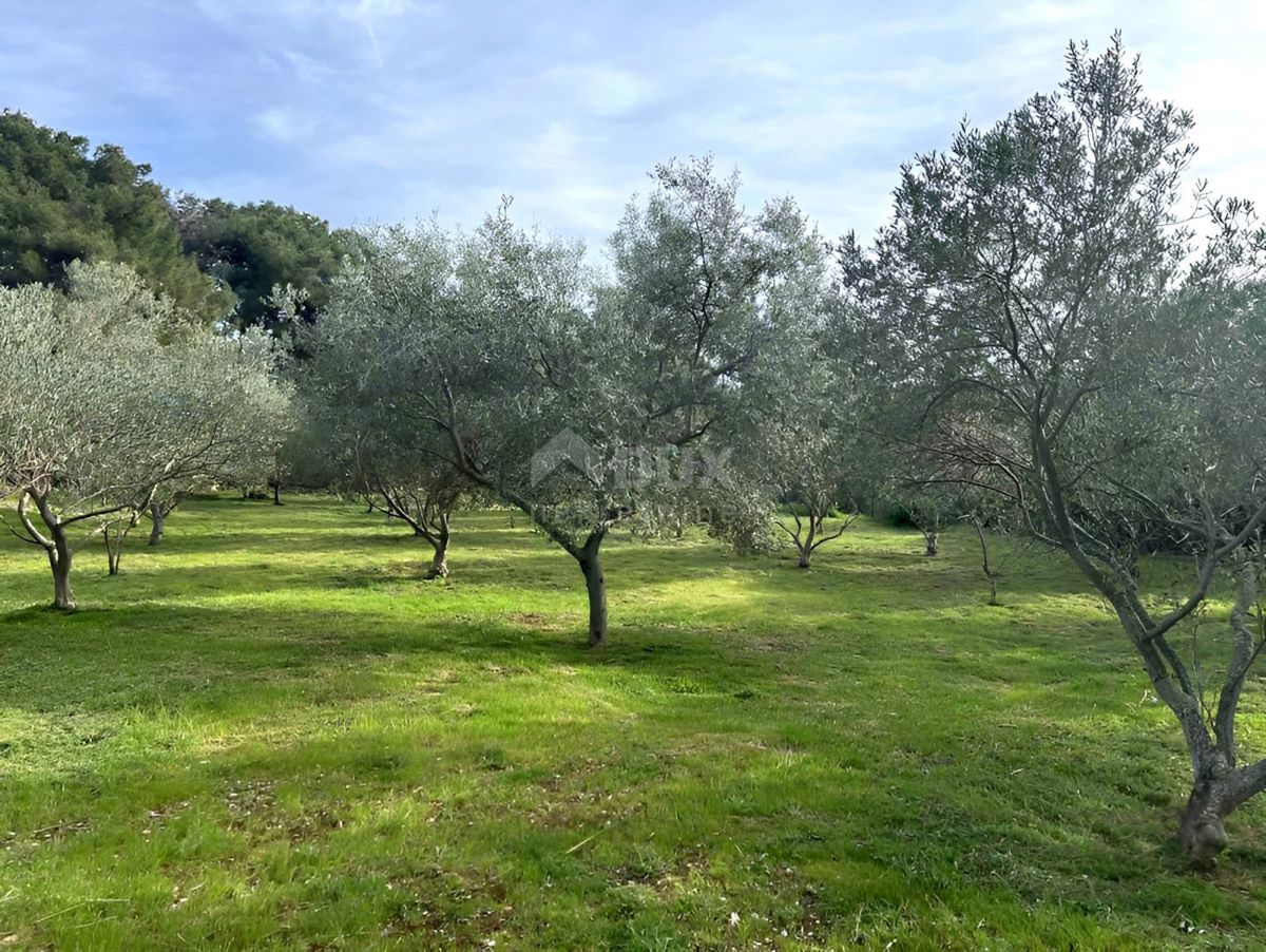 LOŠINJ, MALI LOŠINJ - Oljčni nasad 400 metrov od morja