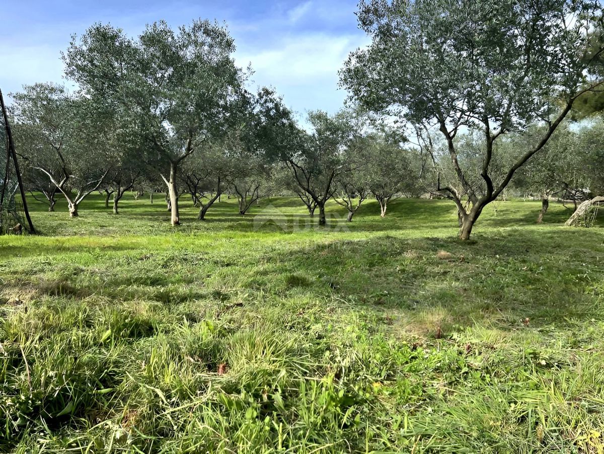 LOŠINJ, MALI LOŠINJ - Oljčni nasad 400 metrov od morja