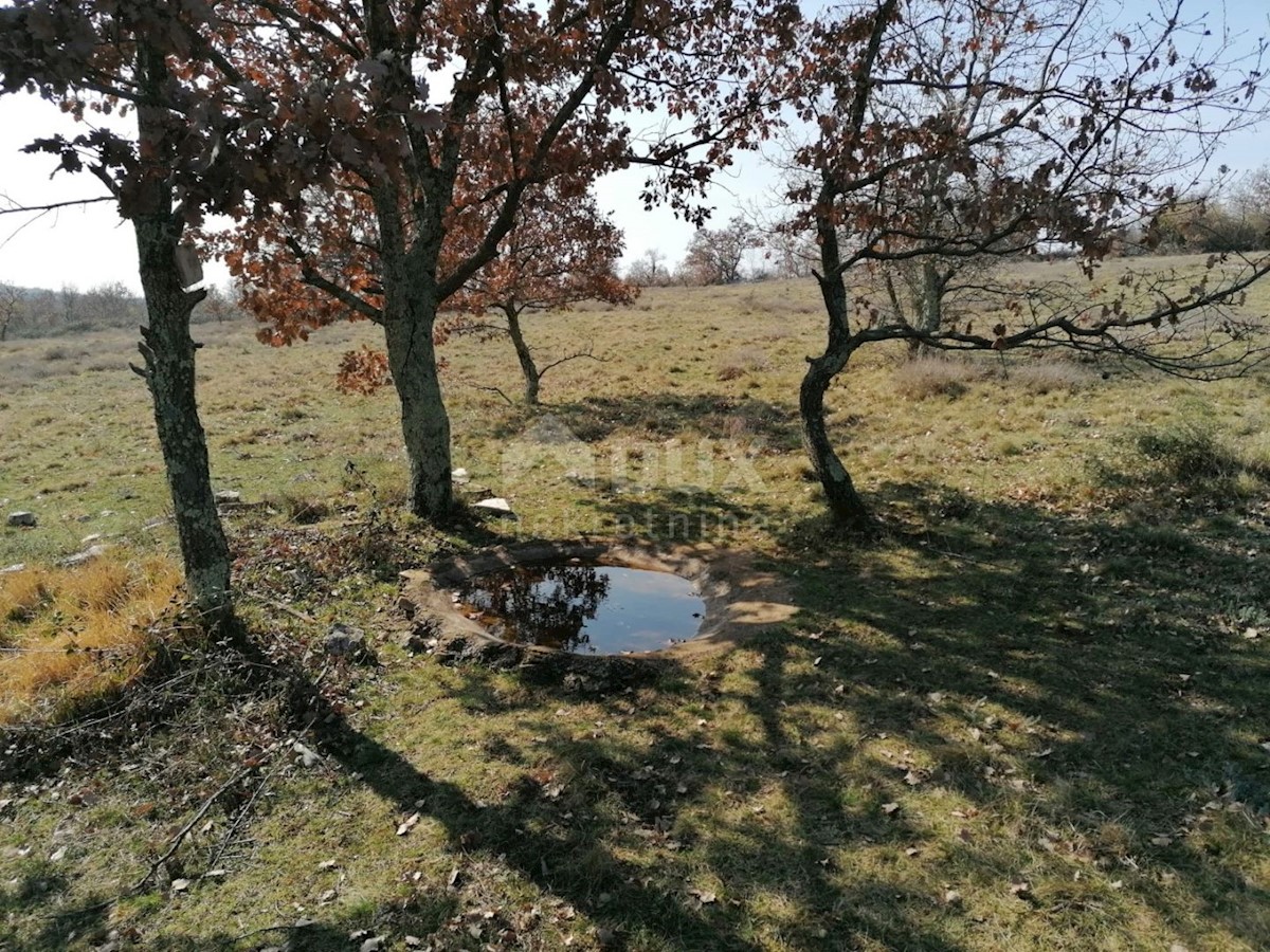 Sveti Ivan, Višnjan, 44.600m2