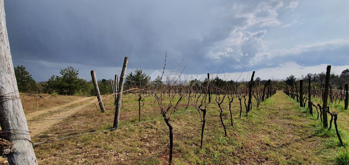 Gračišće, 50.860m2
