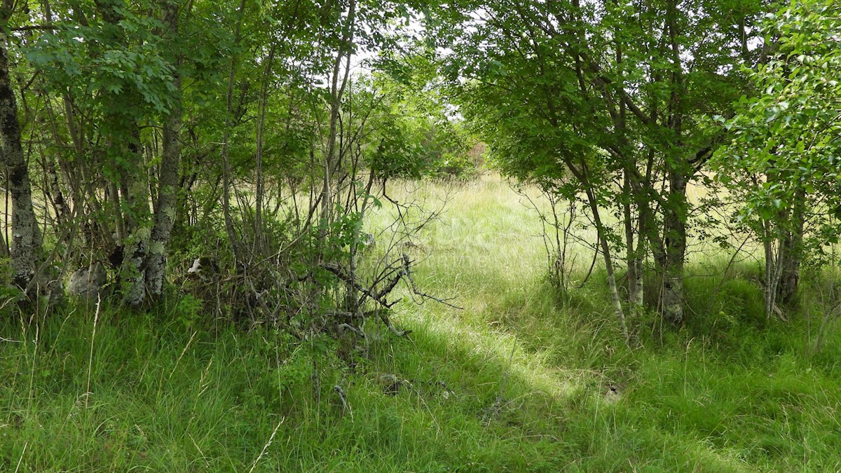 MATULJI, RUPA, LIPA - gradbeno zemljišče 5021m2 za dvorano