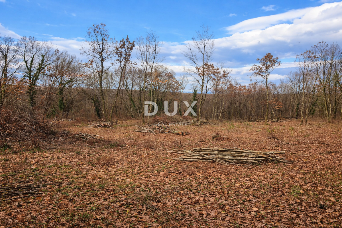 ISTRA, KRINGA - Čudovito gradbeno zemljišče