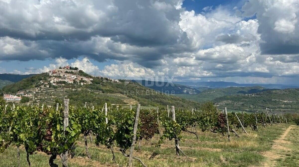 Motovun, 12.000m2