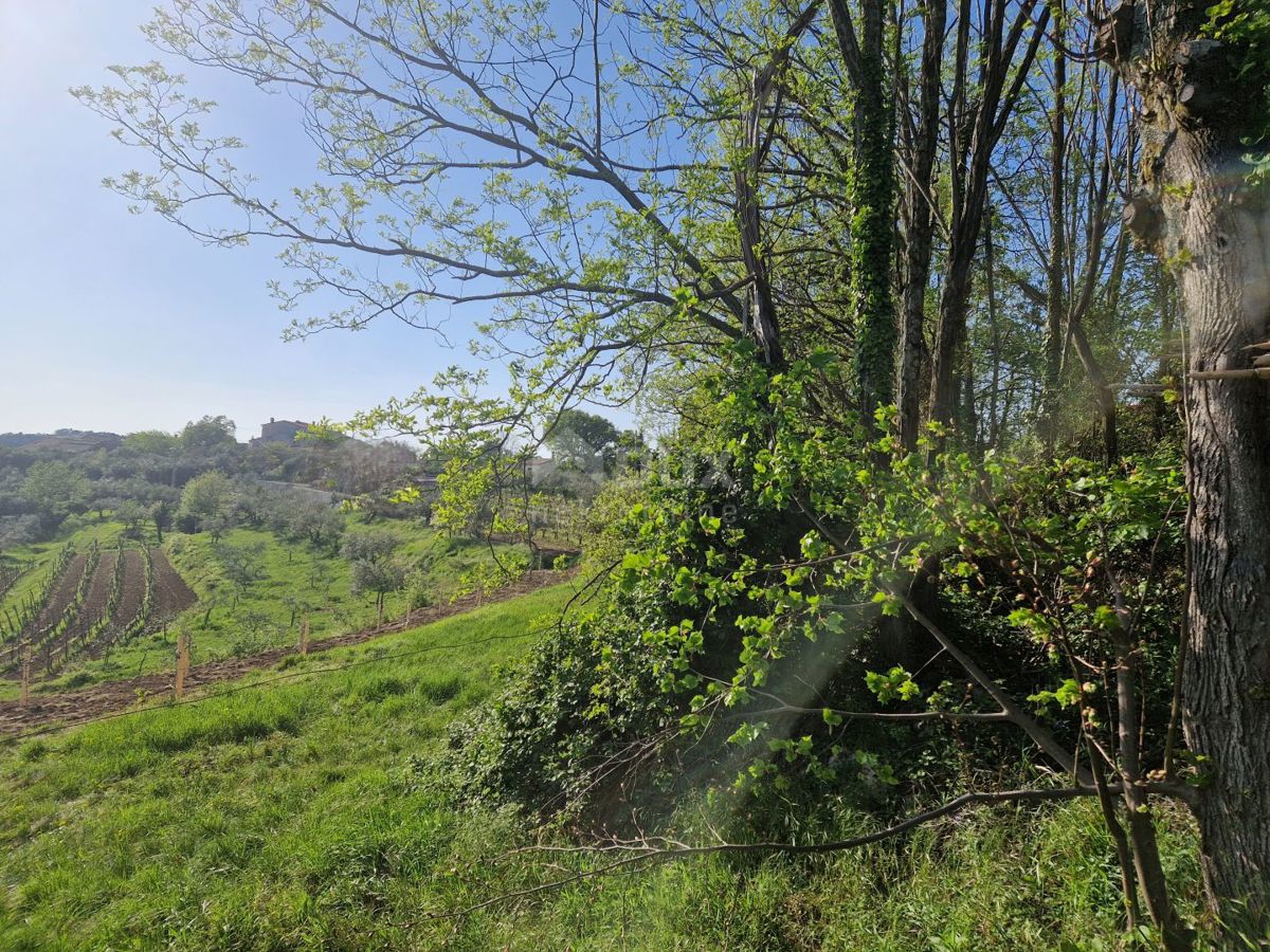 ISTRA, CEROVLJE - Impresivno gradbeno zemljišče z oljkami