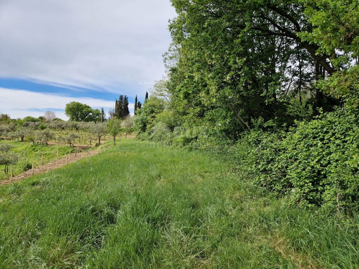 ISTRA, CEROVLJE - Impresivno gradbeno zemljišče z oljkami