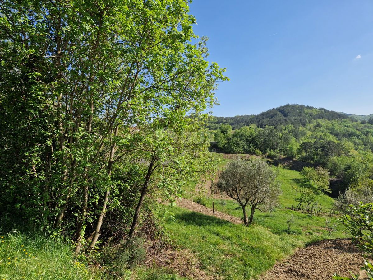 ISTRA, CEROVLJE - Impresivno gradbeno zemljišče z oljkami