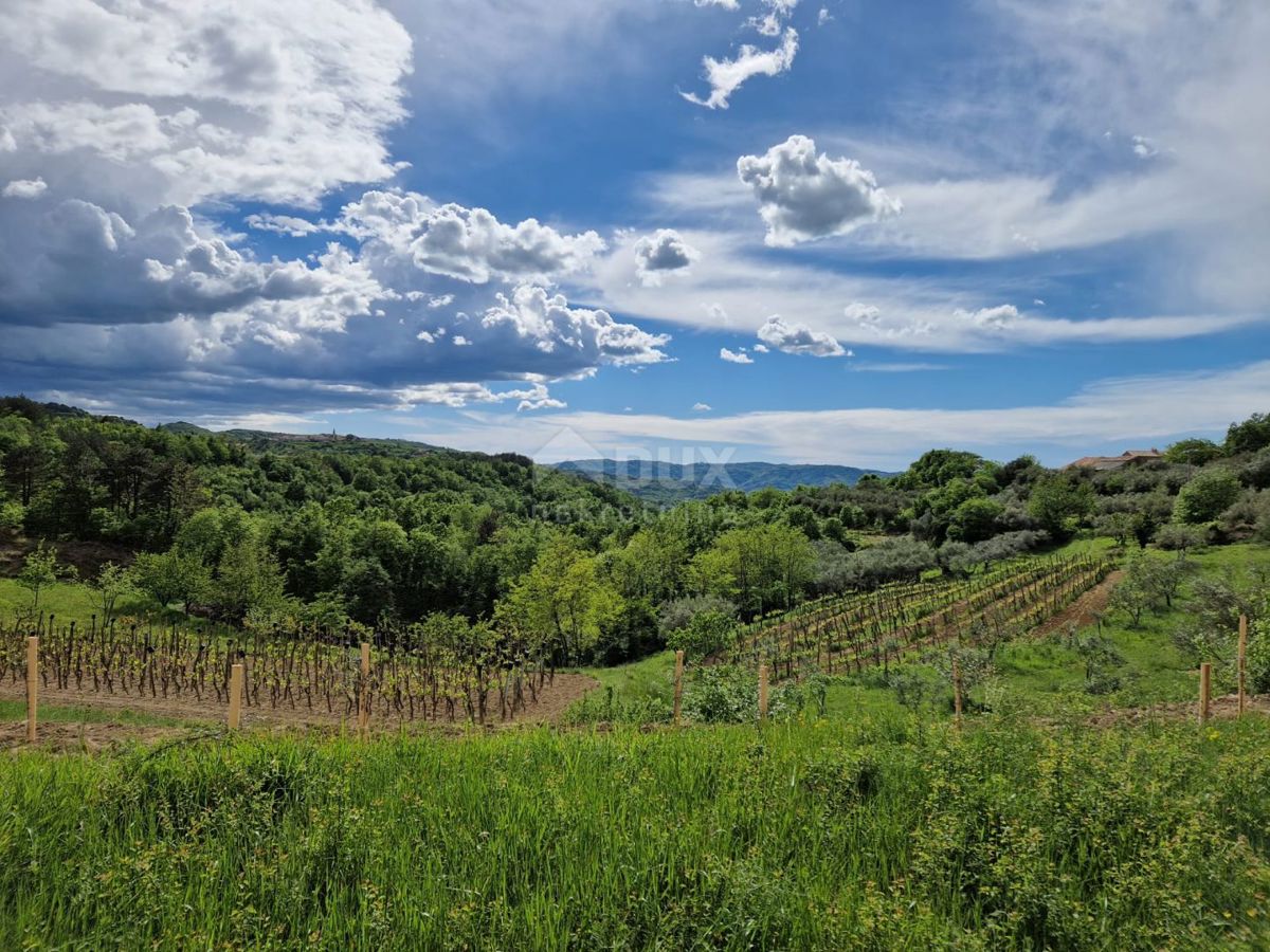 ISTRA, CEROVLJE - Impresivno gradbeno zemljišče z oljkami