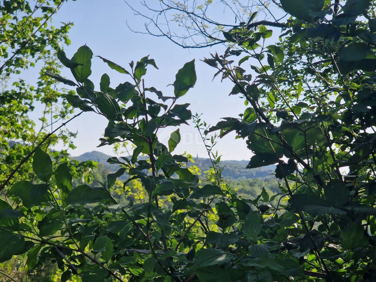 ISTRA, CEROVLJE - Impresivno gradbeno zemljišče z oljkami