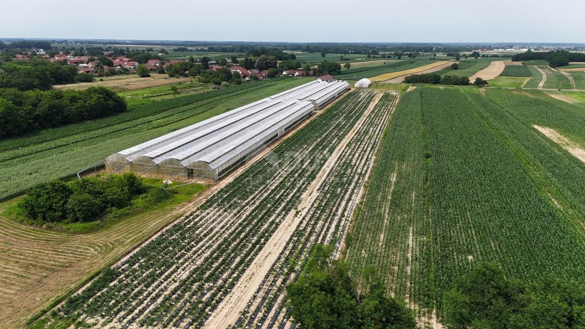 VIROVITICA, PITOMAČA - Prostorno posestvo za pridelavo zelenjave, s hišo in dodatnimi parcelami za gradnjo