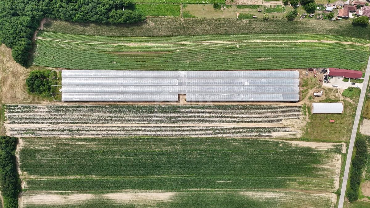 VIROVITICA, PITOMAČA - Prostorno posestvo za pridelavo zelenjave, s hišo in dodatnimi parcelami za gradnjo