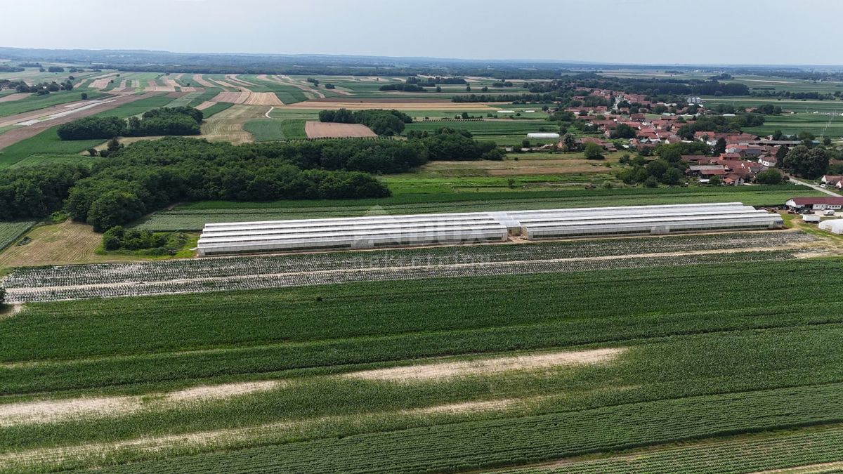 VIROVITICA, PITOMAČA - Prostorno posestvo za pridelavo zelenjave, s hišo in dodatnimi parcelami za gradnjo