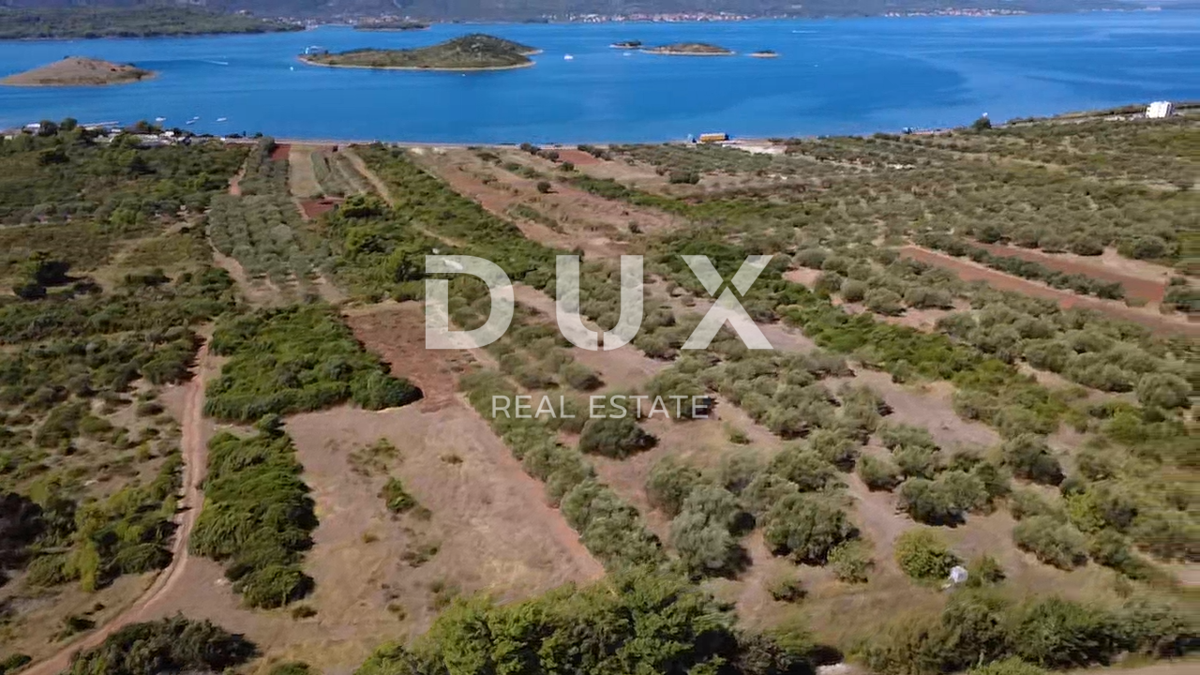 ZADAR, TURANJ - Oljčni nasad s 55 oljkami - 3143 m²