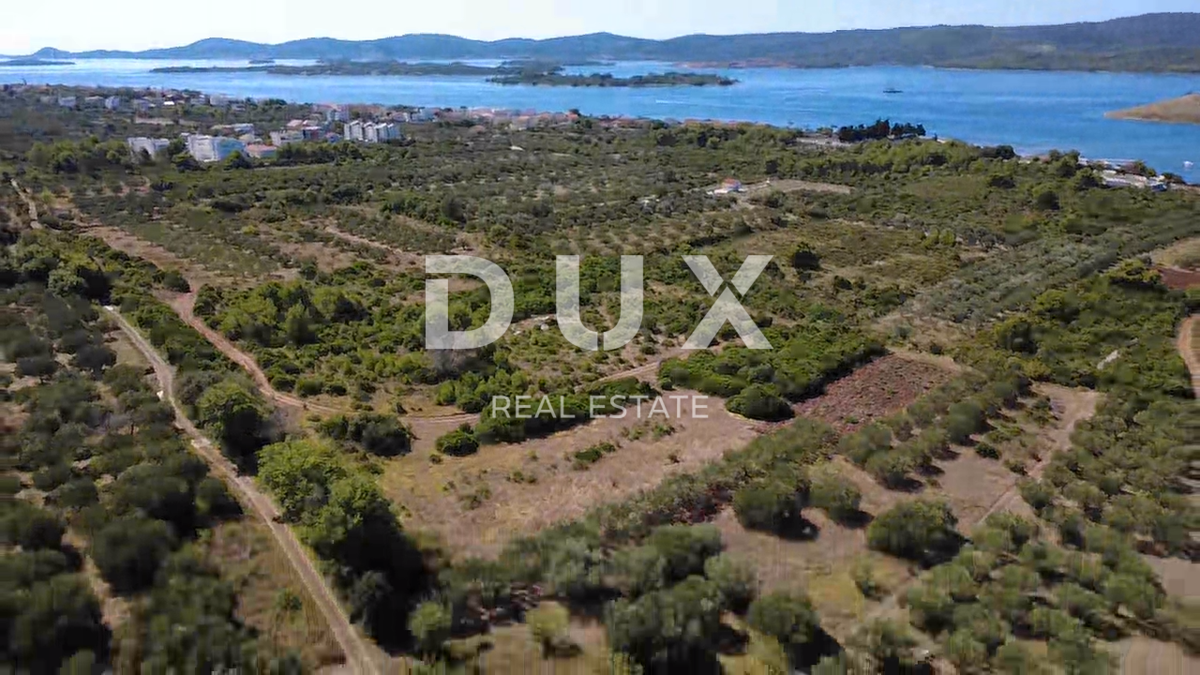 ZADAR, TURANJ - Oljčni nasad s 55 oljkami - 3143 m²