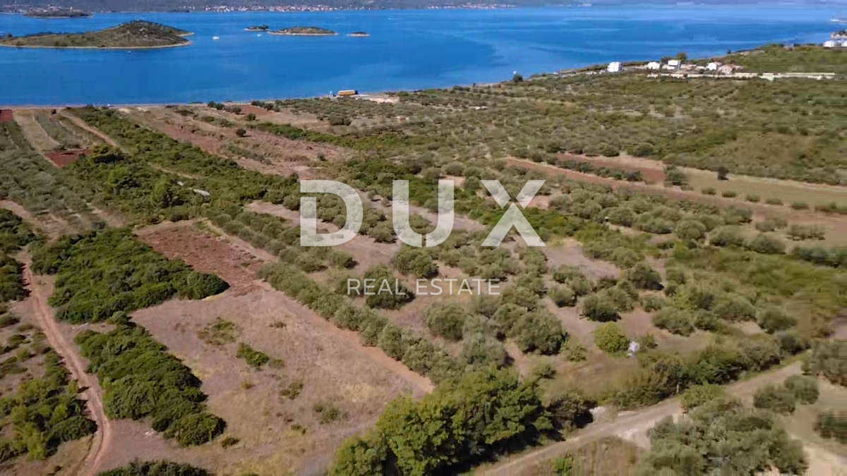 ZADAR, TURANJ - Oljčni nasad s 55 oljkami - 3143 m²