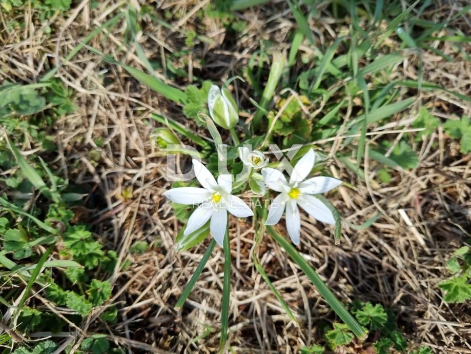 ISTRA, PULA - Zazidljivo zemljišče v Štinjanu 890 m2