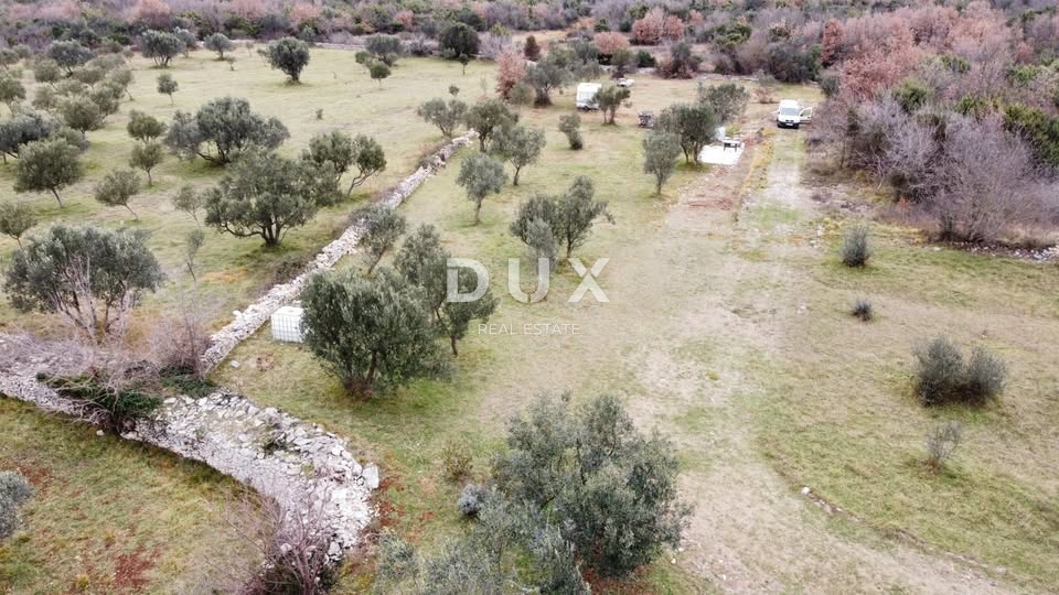 ISTRA, VODNJAN - Kmetijska zemljišča z mladimi oljkami