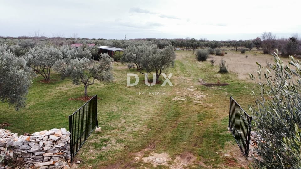 ISTRA, VODNJAN - Kmetijska zemljišča z mladimi oljkami