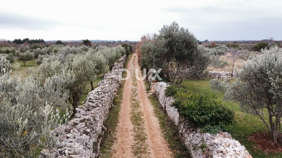 ISTRA, VODNJAN - Kmetijska zemljišča z mladimi oljkami