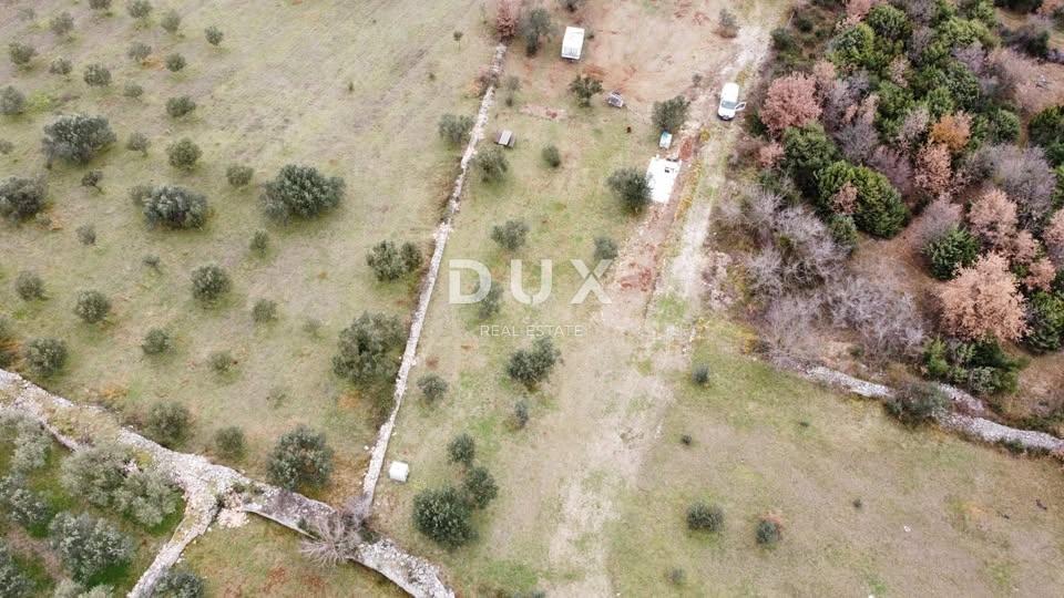 ISTRA, VODNJAN - Kmetijska zemljišča z mladimi oljkami