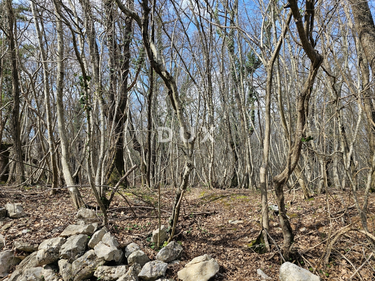 OTOK KRK, GOSTINJAC - Gozd 6201 m2, dostop z asfaltne ceste