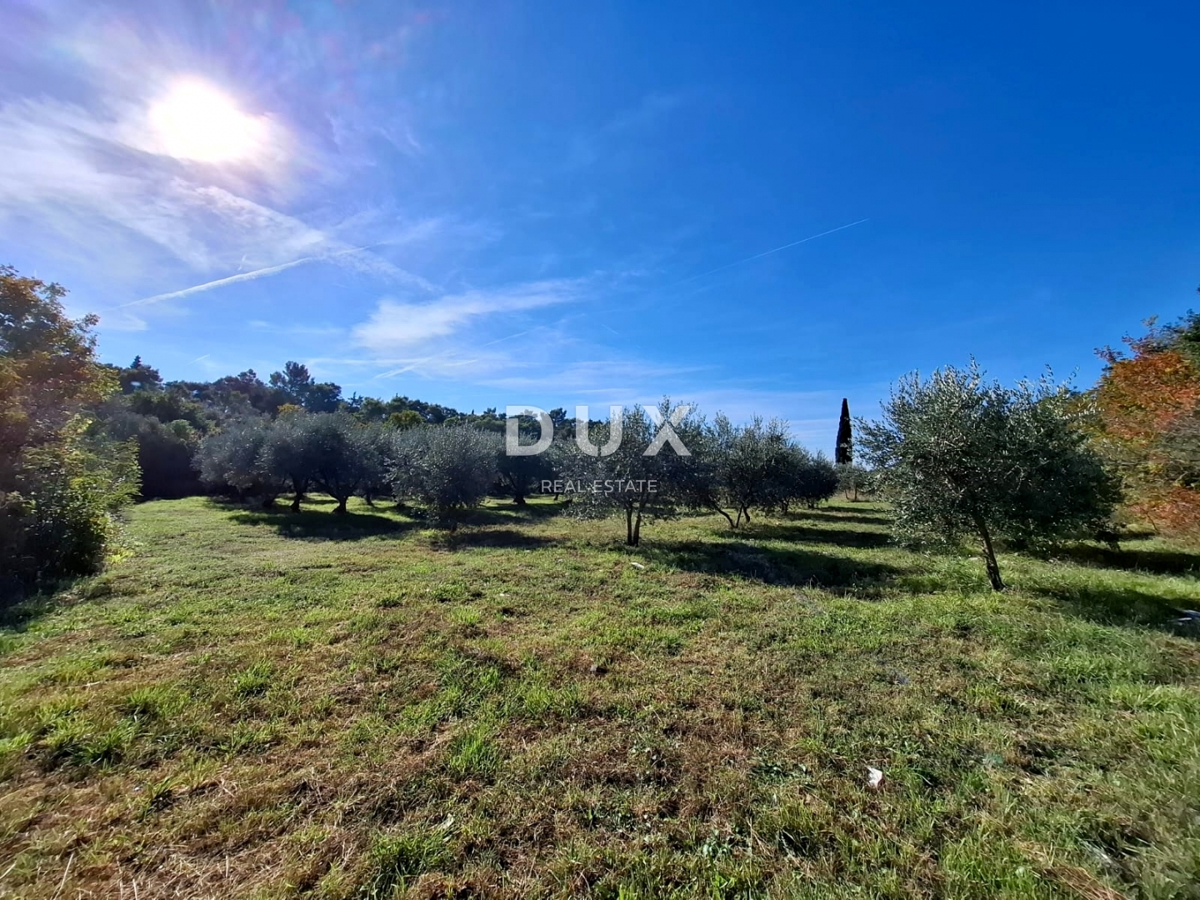 ISTRA, MARČANA - Prostorno zemljišče na robu vasi