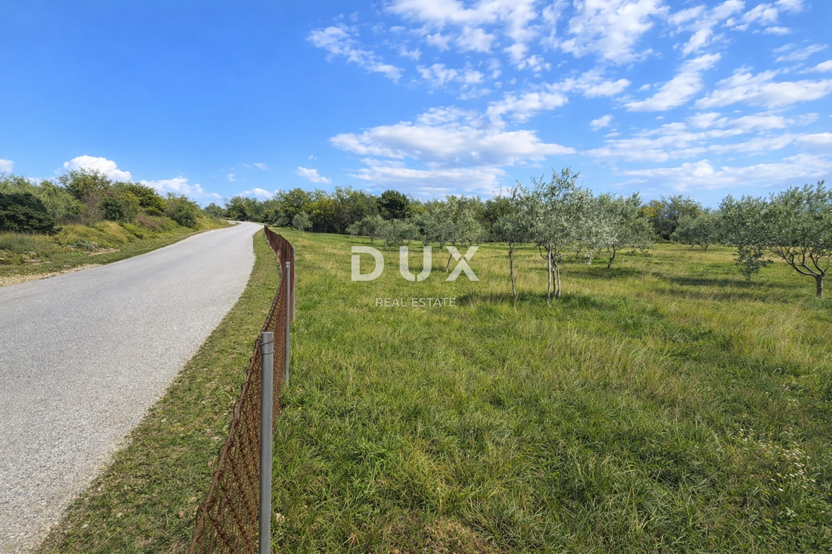 ISTRA, VODNJAN - Pristen oljčni nasad z dušo