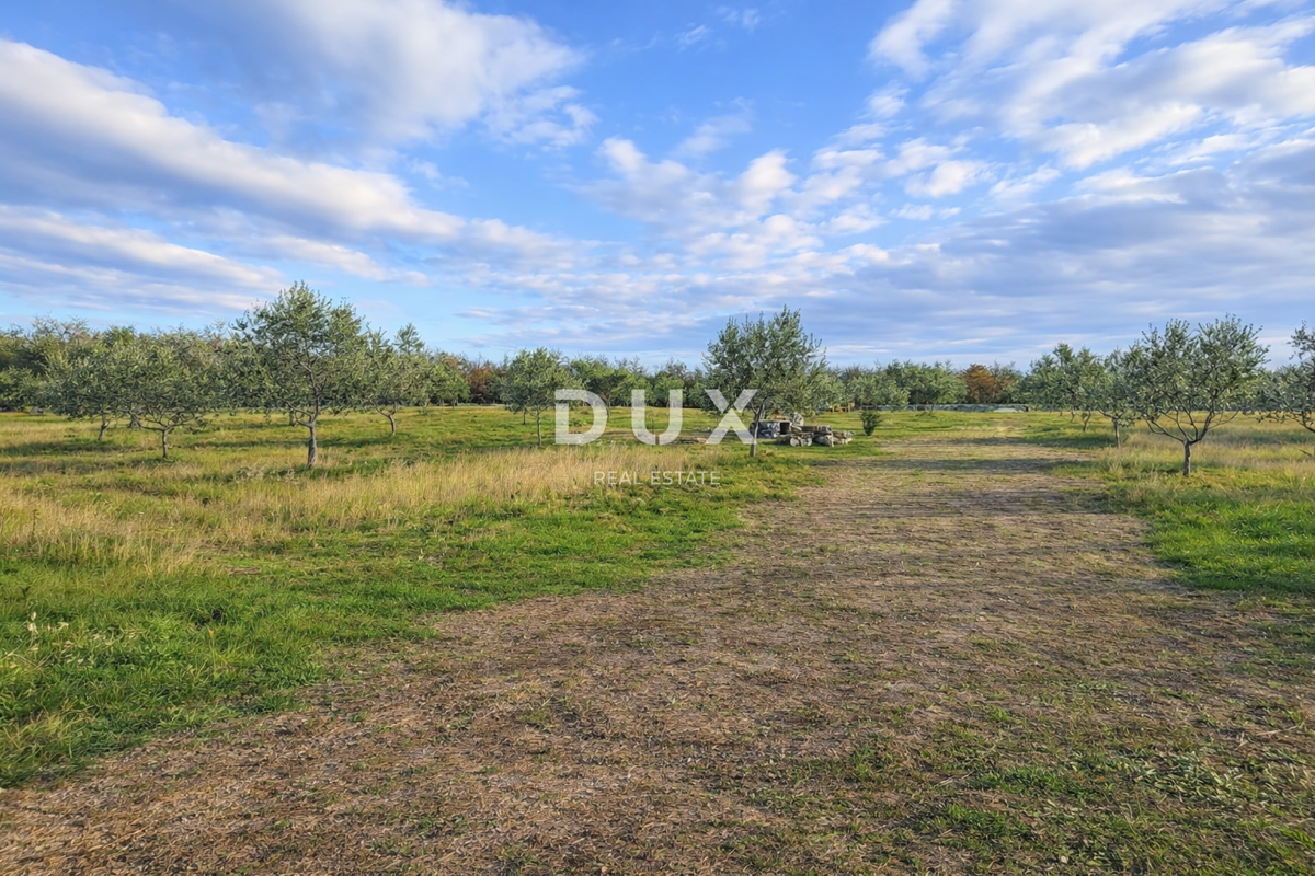 ISTRA, VODNJAN - Pristen oljčni nasad z dušo