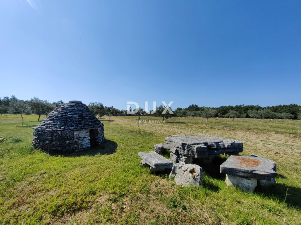 ISTRA, VODNJAN - Pristen oljčni nasad z dušo
