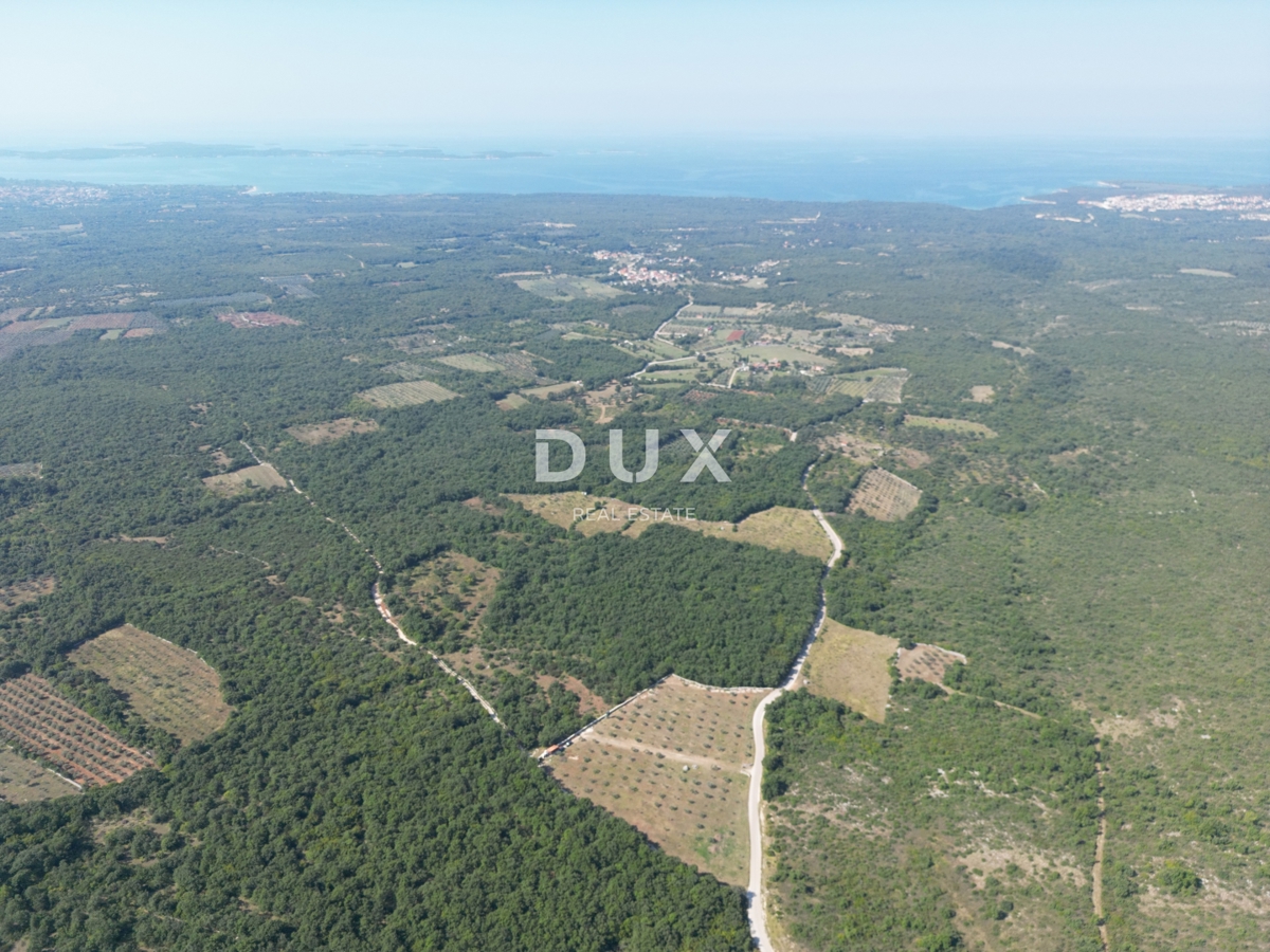 ISTRA, VODNJAN - Pristen oljčni nasad z dušo