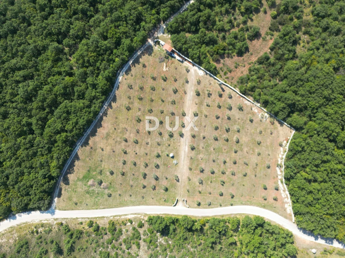 ISTRA, VODNJAN - Pristen oljčni nasad z dušo