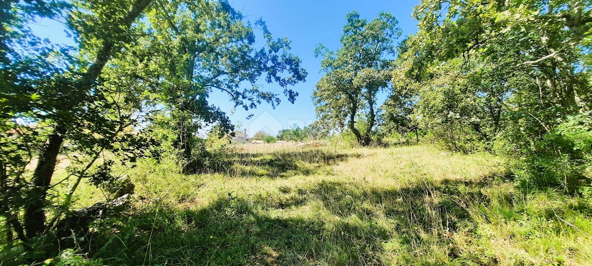 Završje, Grožnjan, 1.000m2