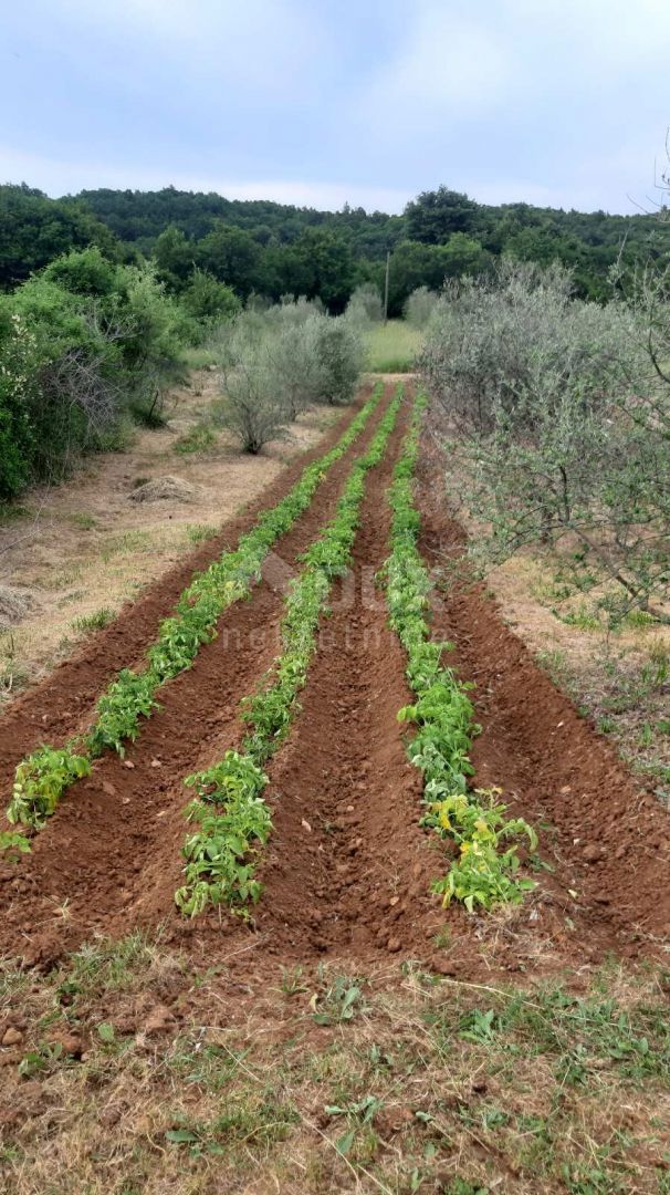 ISTRA, LABIN - Samostojna posest s samostojno kamnito hišo za obnovo