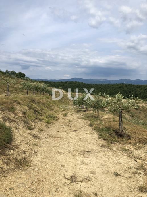 ISTRA, DRAGUĆ – Skriti oljčni raj s potencialom za obnovo