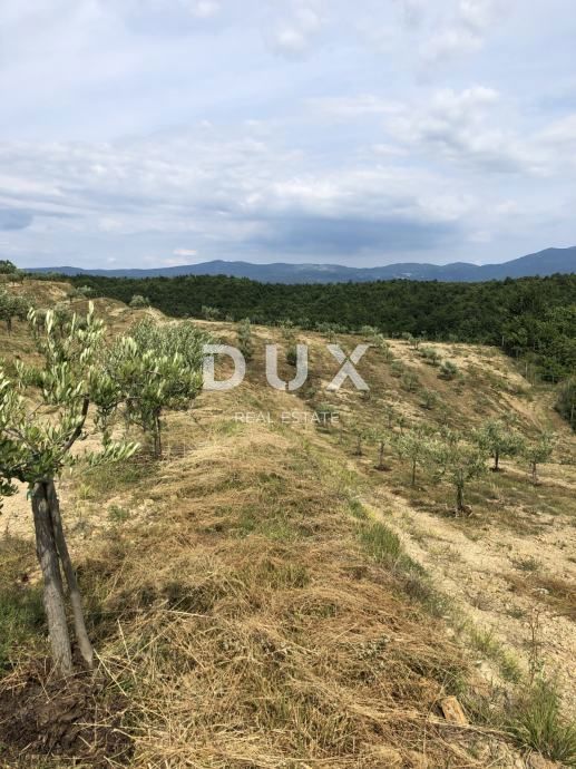 ISTRA, DRAGUĆ – Skriti oljčni raj s potencialom za obnovo