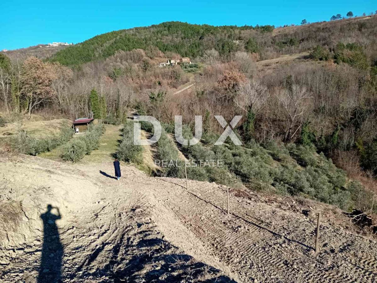 ISTRA, CEROVLJE, GRIMALDA – Oljčnik med griči, 280 dreves na 2,4 ha