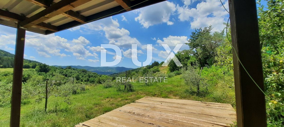 ISTRA, CEROVLJE, GRIMALDA – Oljčnik med griči, 280 dreves na 2,4 ha