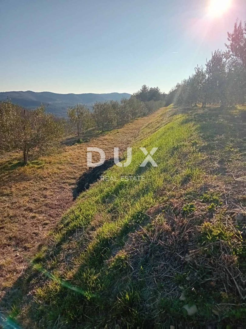 ISTRA, CEROVLJE, GRIMALDA – Oljčnik med griči, 280 dreves na 2,4 ha