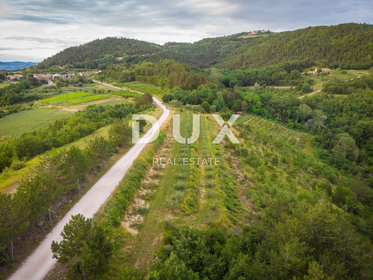 ISTRA, CEROVLJE, GRIMALDA – Oljčnik med griči, 280 dreves na 2,4 ha
