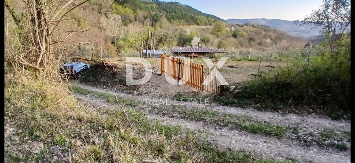 ISTRA, CEROVLJE, GRIMALDA – Oljčnik med griči, 280 dreves na 2,4 ha