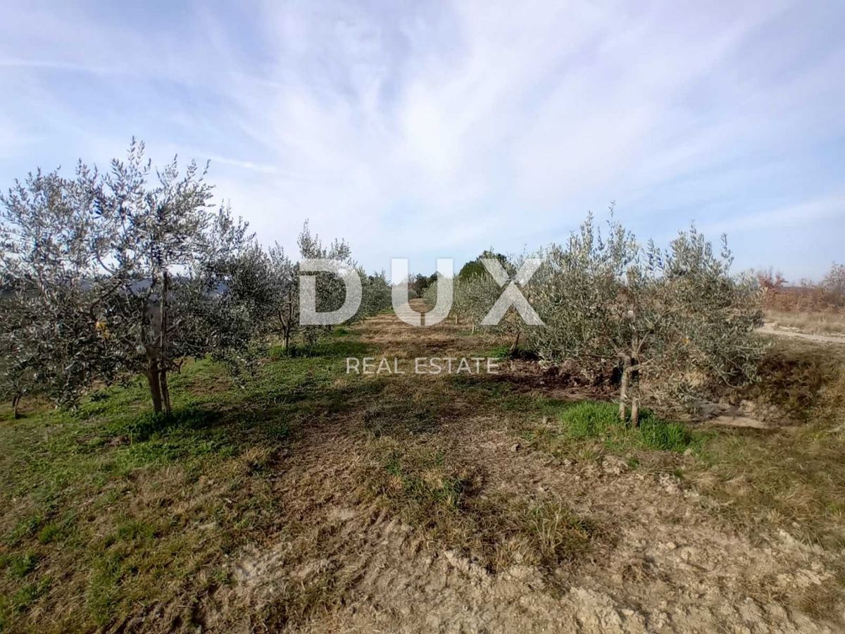ISTRA, CEROVLJE, GRIMALDA – Oljčnik med griči, 280 dreves na 2,4 ha