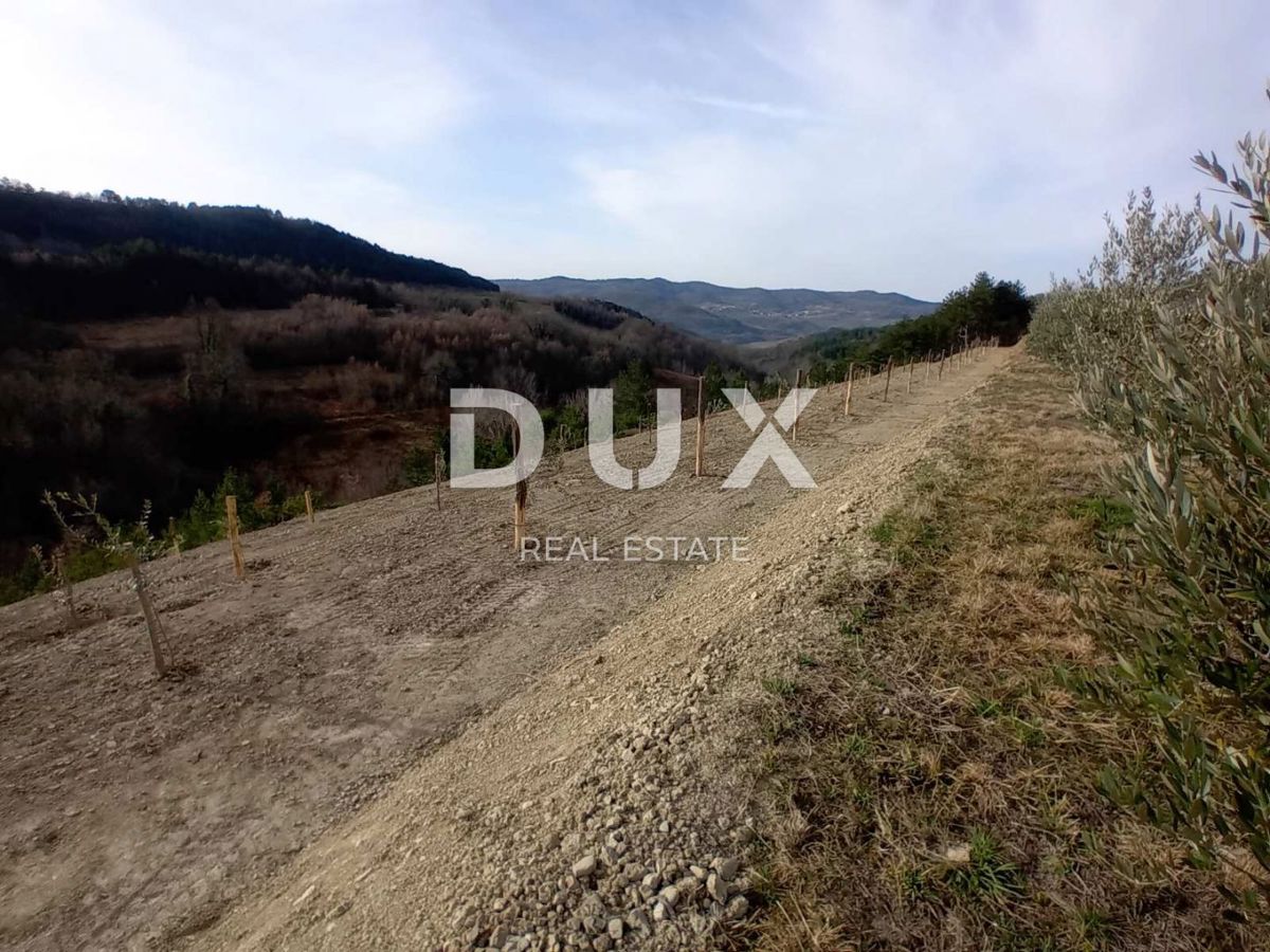 ISTRA, CEROVLJE, GRIMALDA – Oljčnik med griči, 280 dreves na 2,4 ha