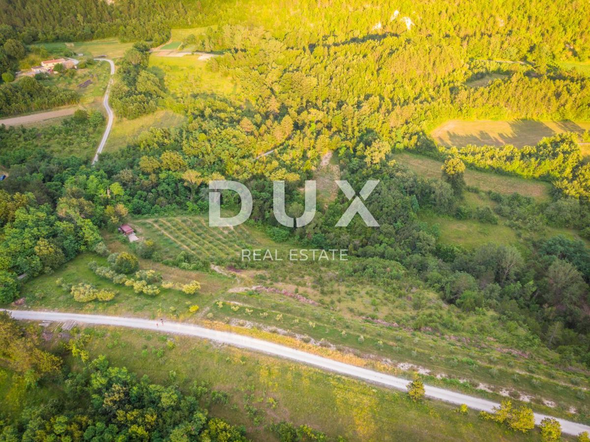 ISTRA, CEROVLJE, GRIMALDA – Oljčnik med griči, 280 dreves na 2,4 ha