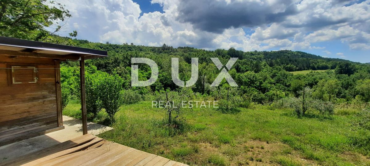 ISTRA, CEROVLJE, GRIMALDA – Oljčnik med griči, 280 dreves na 2,4 ha