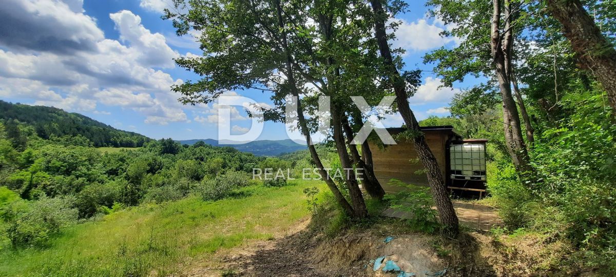 ISTRA, CEROVLJE, GRIMALDA – Oljčnik med griči, 280 dreves na 2,4 ha