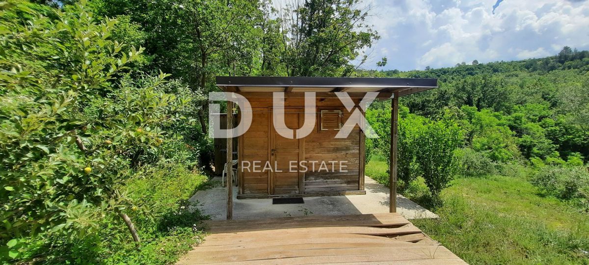 ISTRA, CEROVLJE, GRIMALDA – Oljčnik med griči, 280 dreves na 2,4 ha