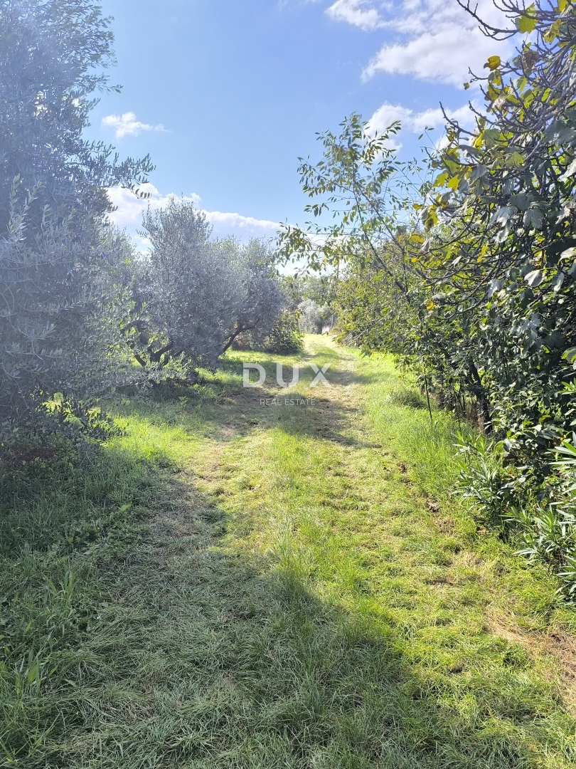 ISTRA, PULA - Gradbeno zemljišče + oljčni nasad 5800 m2