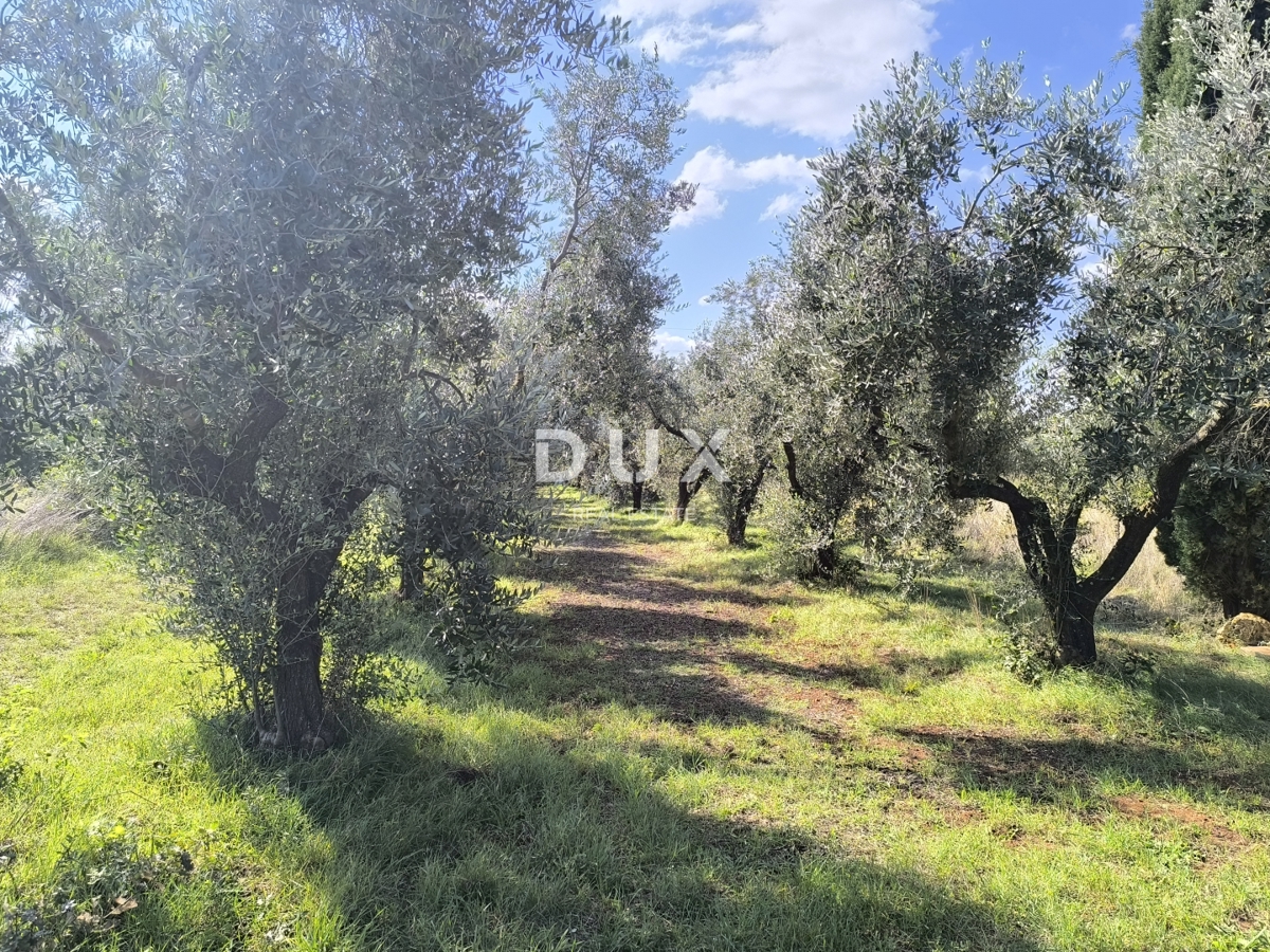 ISTRA, PULA - Gradbeno zemljišče + oljčni nasad 5800 m2