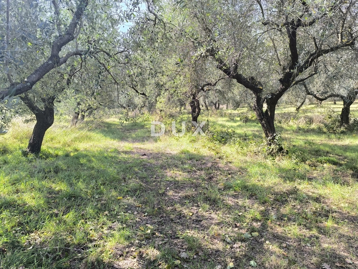 ISTRA, PULA - Gradbeno zemljišče + oljčni nasad 5800 m2